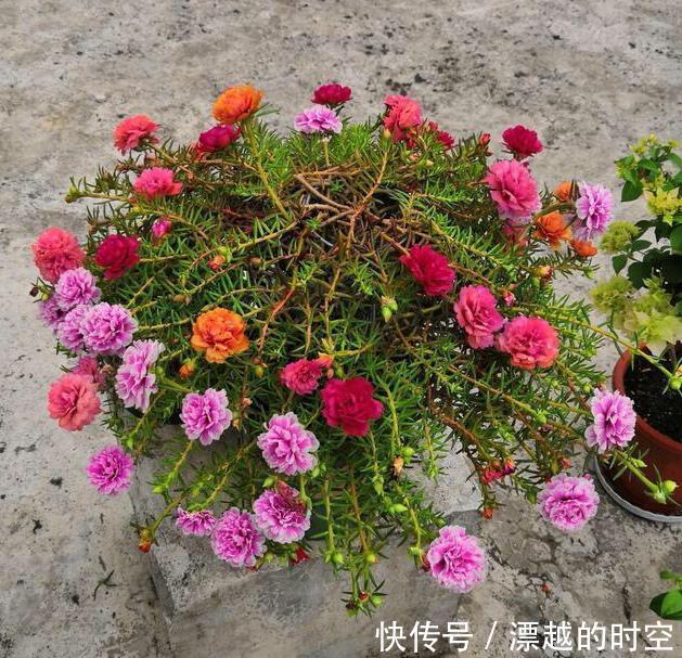 养盆栽太阳花,注意5点,疯长爆盆,枝上都是花儿,天天开不停