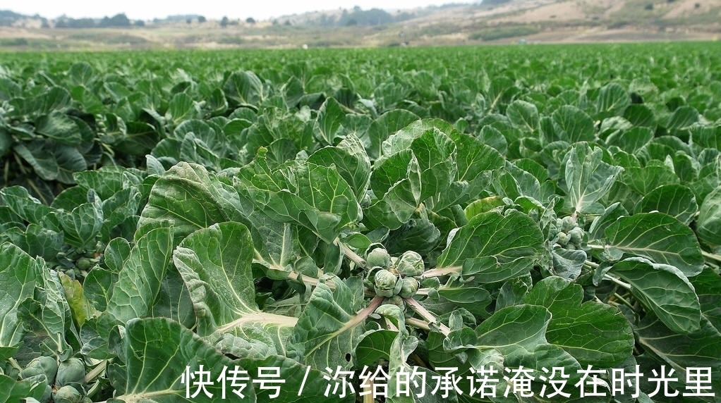 卷心菜|日本田间发现隐秘“小叶球”,能抗癌防老,价格不菲,市面上罕见