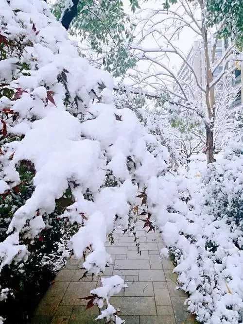 落在诗里的雪@诗歌《落在诗里的雪》