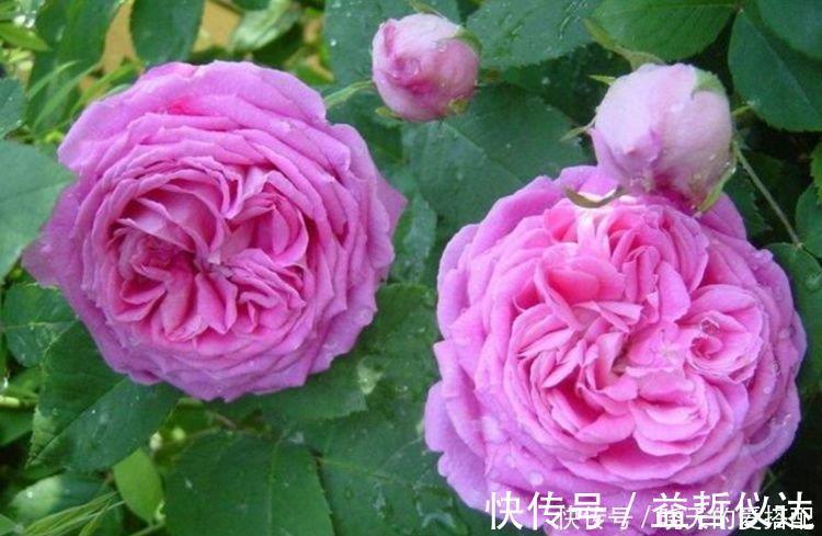 玫瑰海棠|4种花养家里,旺财又养人,吉祥富贵,红红火火好运来