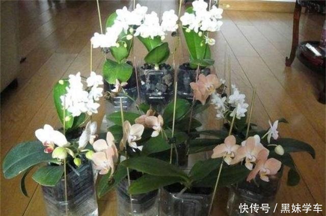 蝴蝶兰凋零别扔!用半水耕法,几个月后就“兰开二度”,超惊喜!