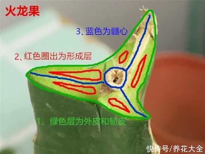 嫁接|养了30年的玉树，扦插开出9色花，快来沾沾喜气