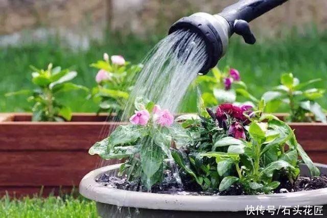 养花|气温高了，养花5种花别“乱浇水”，今天浇、明天可能就烂根