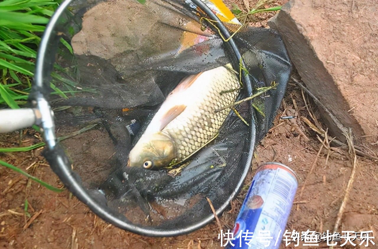 窝料|钓鱼学会“养窝”，鱼才能越聚越多！鱼窝做好了“斤鲫”自然驾到