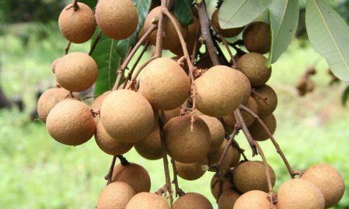早好|女人爱美，不妨多吃3种食物，控制体重、防止肥胖，早吃早好