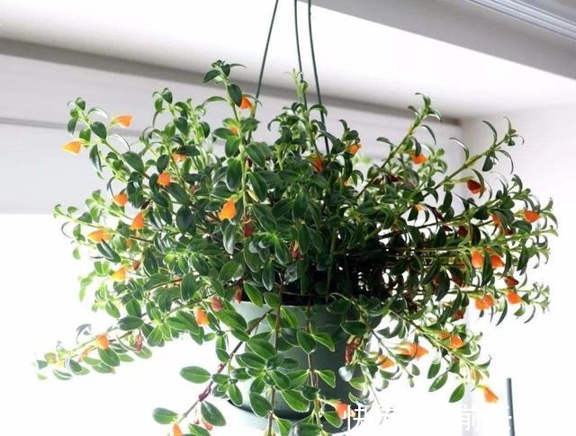 吊兰养成“盆景”格调不同，简单打理，还能满枝“金鱼”