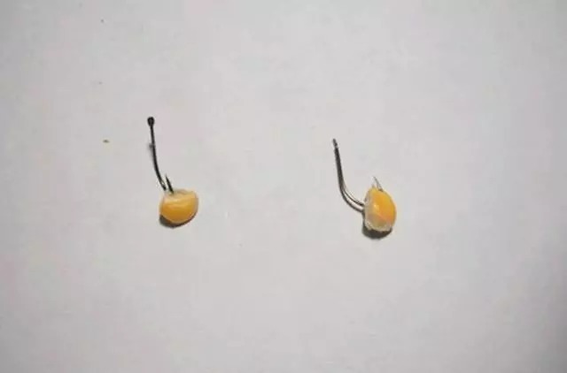 不管钓鲫鱼、鲤鱼还是草鱼,只要使用这款饵料就够了,四季通用!