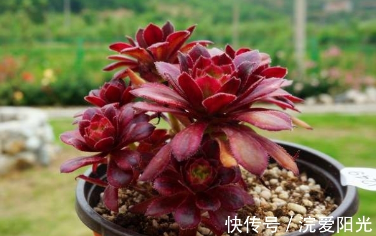 如果你家法师中间“突起”,不要修剪先欣赏,几个月就能爆侧芽