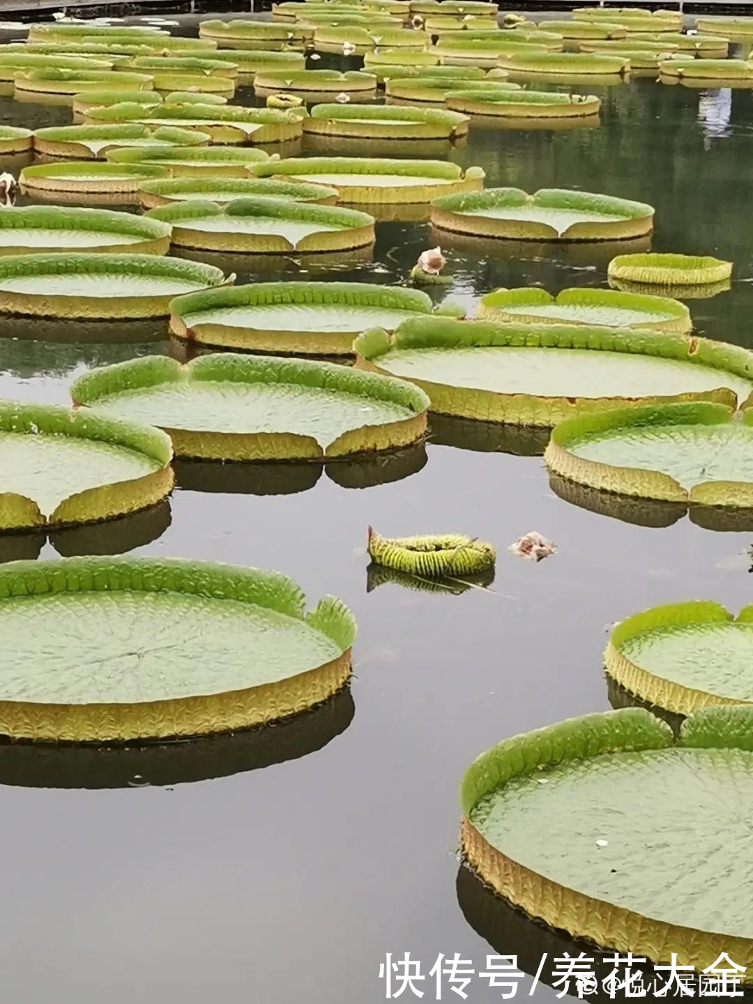 叶片|10种花太能喝水,一天一瓢水,7天爆满缸