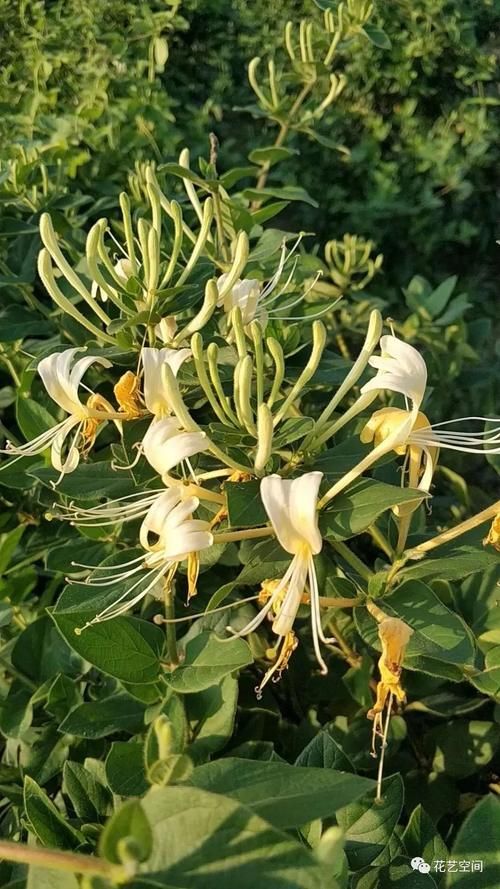 盆栽养花，花也养人，家里有老人小孩，多养这三种花！