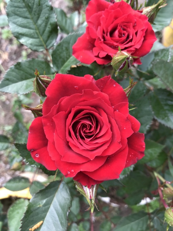 花朵|你见过比它们还红的花吗纯正的国旗红,艳丽夺目!