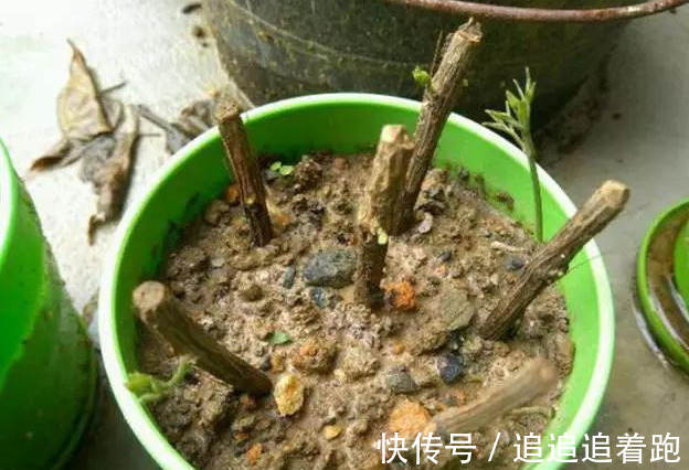 还在养吊兰3种花剪根枝，插土里就能活，半年成花墙，太惊艳了