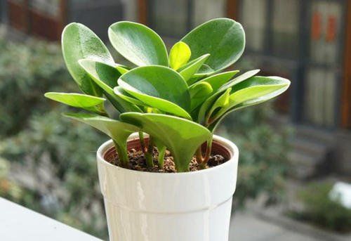  记载|古代植物学专著有哪些？ 古代植物学专著主要是写的什么？