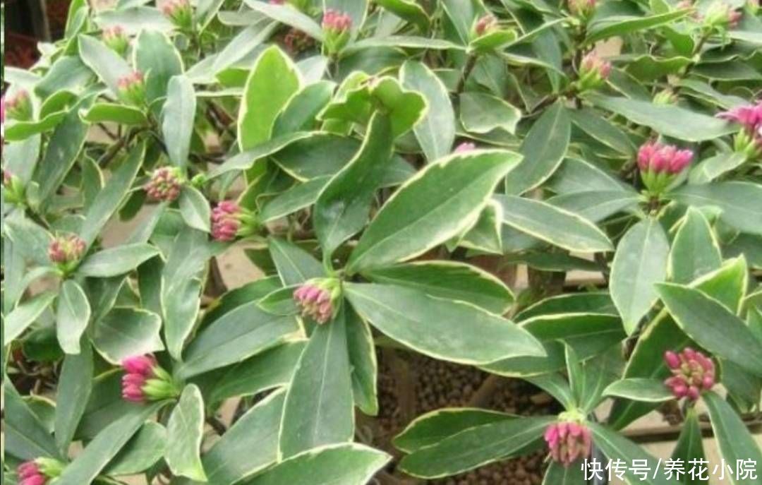 秋天|天气转凉,入手5种花,养一段时间就能长满花苞