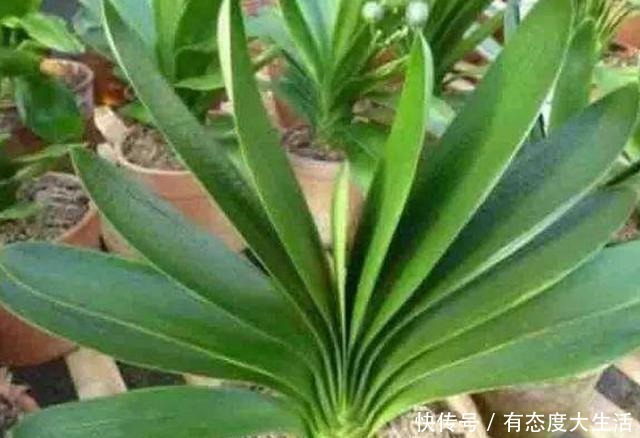君子兰春季养护“四部曲”做到位,长势快,叶片肥厚株型美!