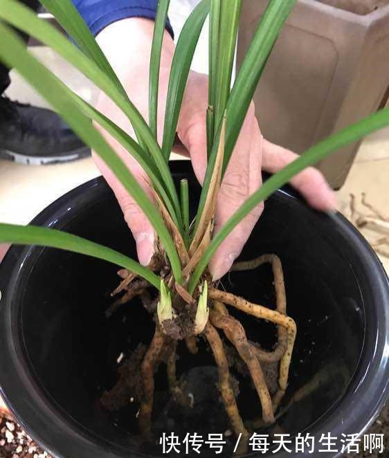 兰花即将进入发新苗的好时间,掌握4个“妙招”,苗数能翻倍!