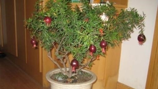 有“3种果核”不要扔,留下一点栽盆里,7天就发芽,来年结果旺盛