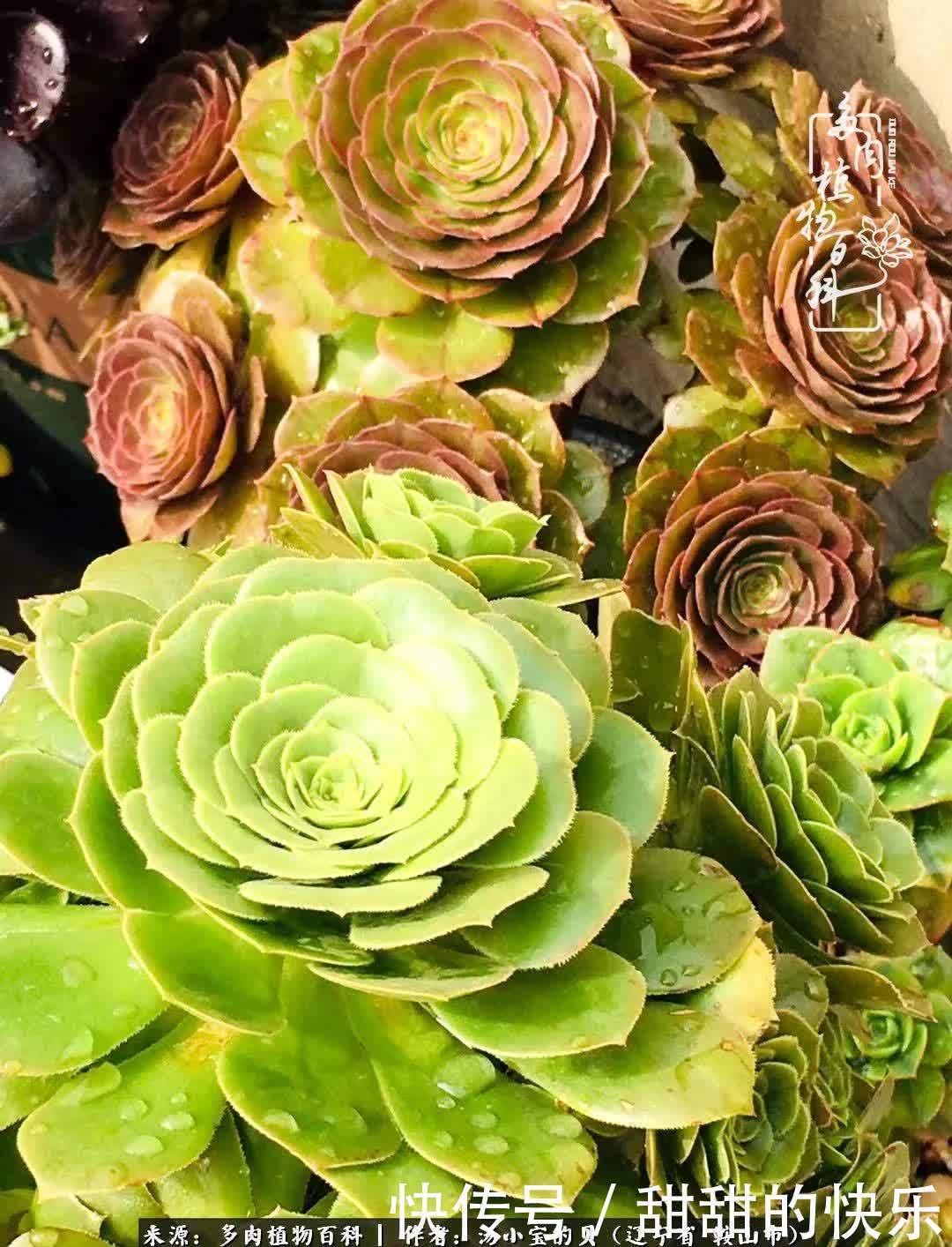 蚧壳虫|远嫁他乡,多肉是我孤寂时最美的陪伴!