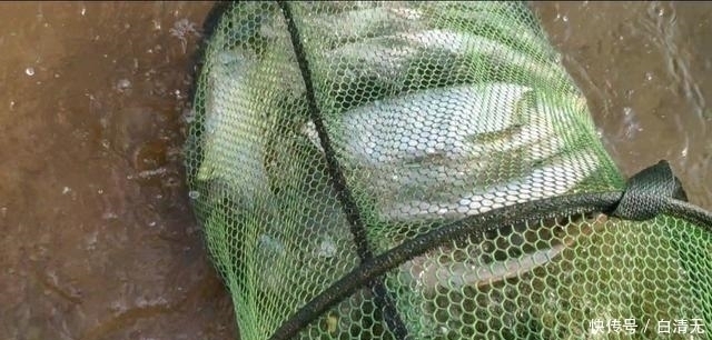 钓翘嘴知道这些,会让你收获满满,钓的非常过瘾