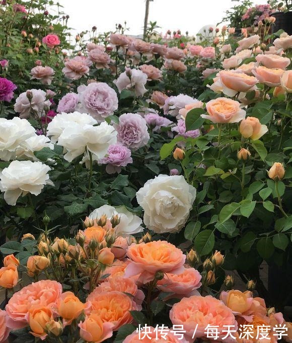 绣球花|6种“欠冻花”,冬天会假死,闷着头憋新芽,春天一到,砰砰爆花