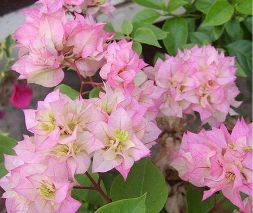 3种漂亮花，家里养一盆最合适，一开就是300多天，开花漂亮花期长