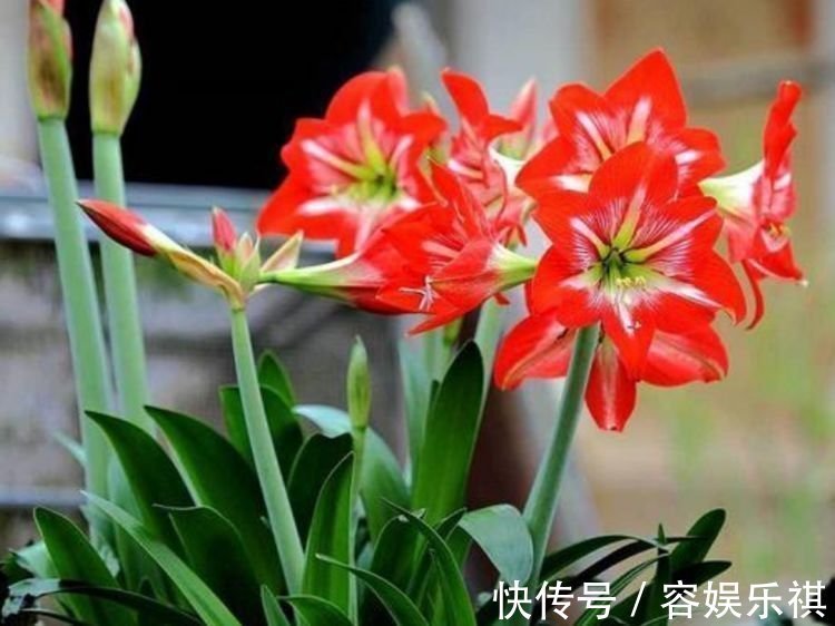 给水肥|4种花养家里，漂亮又便宜，沾土就开花，一开就是300多天