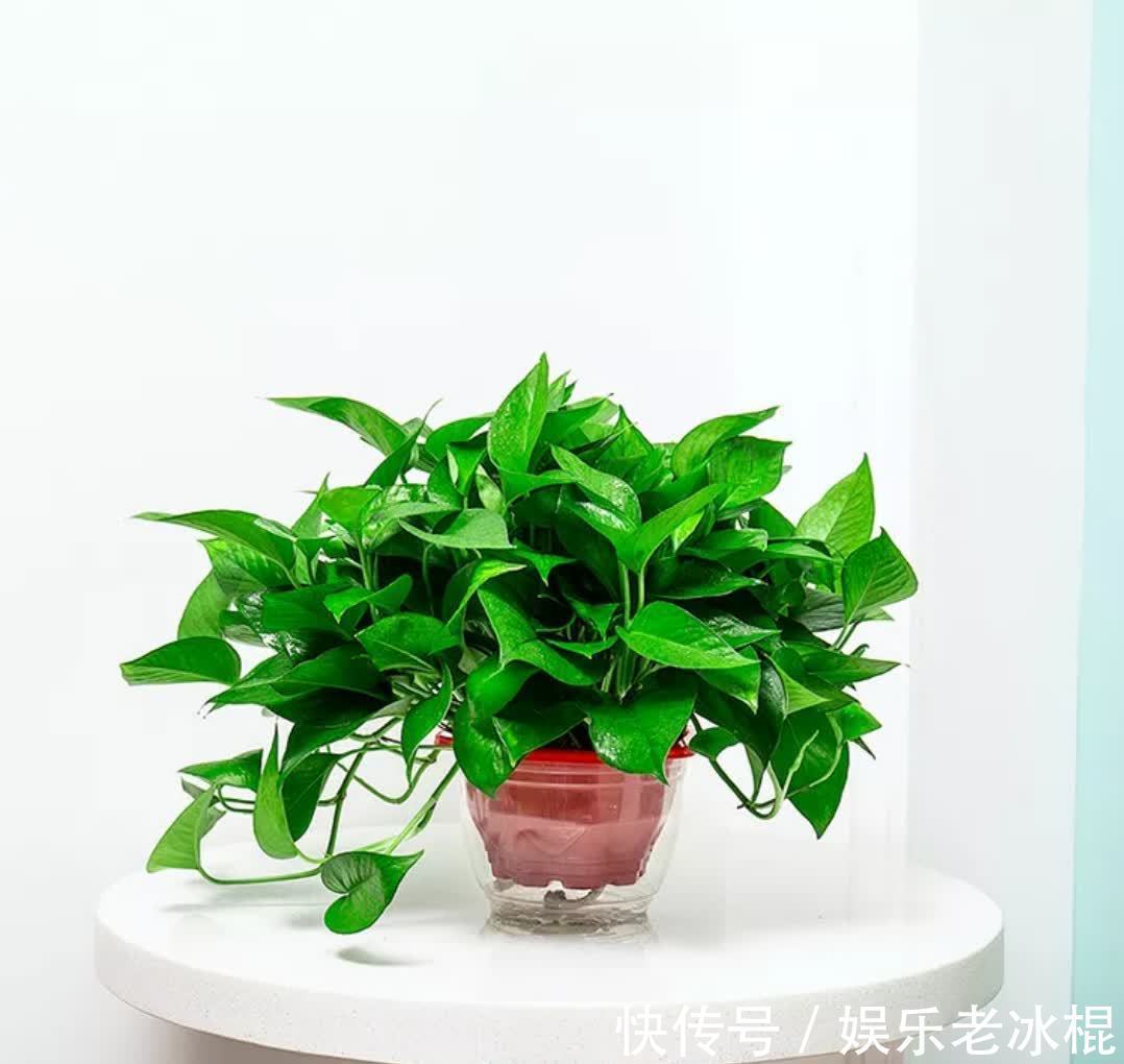 浇花|浇花用这3种“水”，水肥兼顾，省劲又效果好，制作方法简单