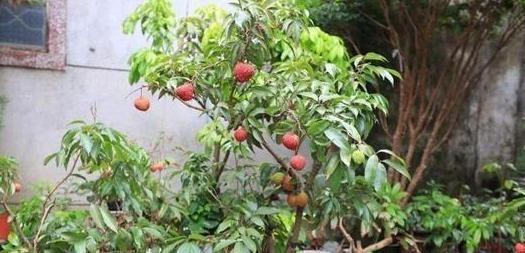 百香果|吃剩的水果种子,往盆里一种,种成小盆栽,一不小心就结出果实来