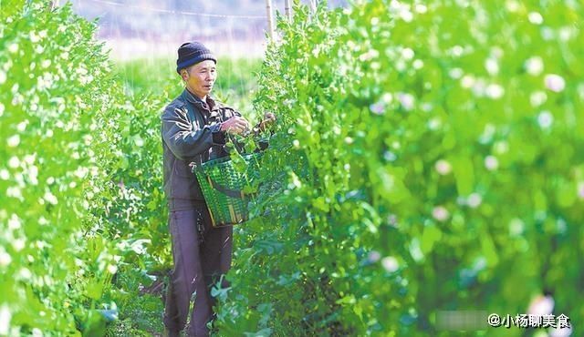 买青椒时，怎么区别辣与不辣？老菜农：记住这4个要点，准挑对！