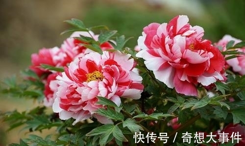 栽培|都知道牡丹是“花王”,却不一定知道谁是“花相”?值得了解一下