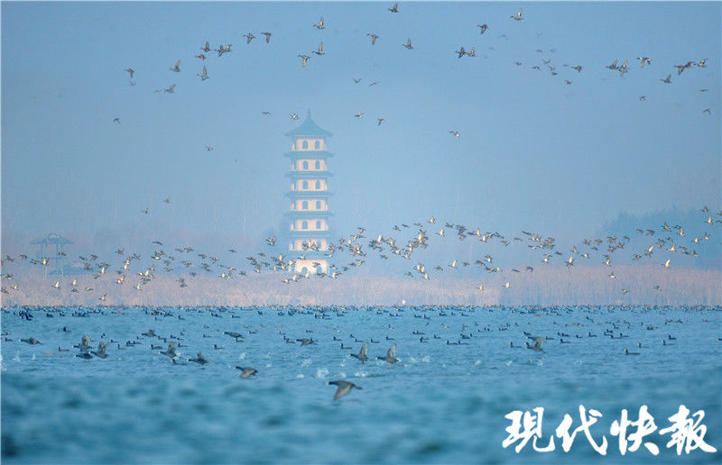 江苏这处湖荡湿地，拥有“百万水鸟飞平湖”的美景