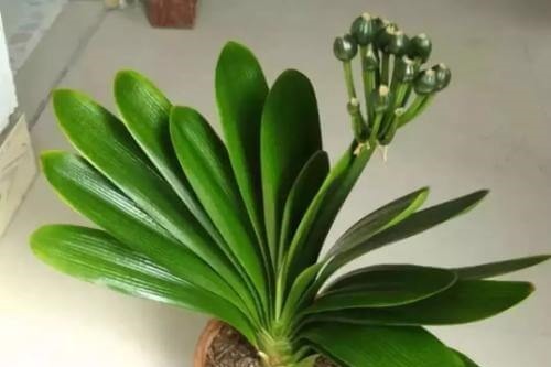 家养君子兰,这一种“好物”不要扔,埋在土壤里,花芽呼呼冒