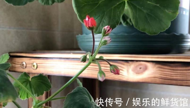 结晶体|养花用磷酸二氢钾催花，到底该怎么操作，为什么有人喜有人厌？