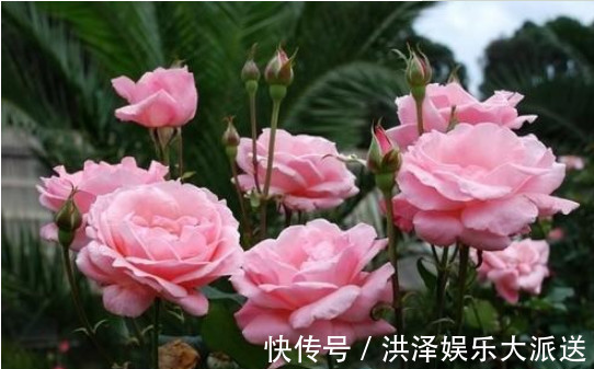 肥料|手把手教你做花肥，掌握关键几点，年年开花不断，比买的好10倍！