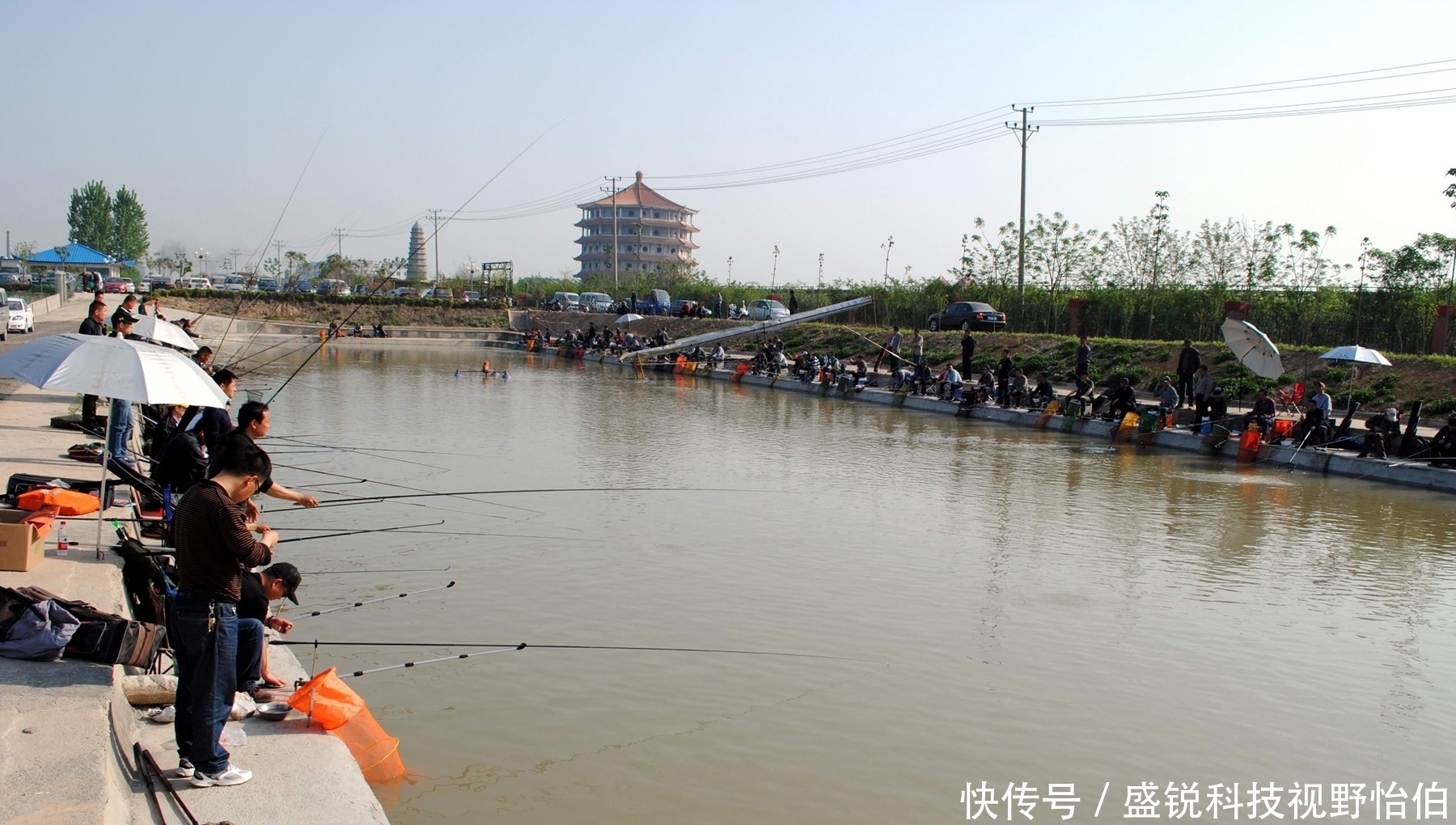 黑坑|当黑坑新鲤鱼和回锅鲤鱼混放时,饵料的味型搭配方法和垂钓技巧
