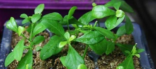 太阳花|适合6月扦插的“3种花”,生根快,长得快,30天开出满盆花