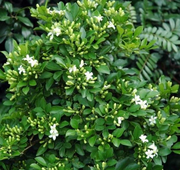 养护|丢了2盆绿萝,种上一棵“香水花”,比茉莉好养,清香小半年