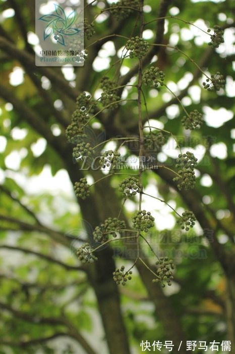 无毛|七加皮,见过吗?主治风湿骨痛、跌打扭伤、腰肌劳损