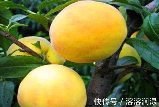 葡萄|对身体最好的3种食物,营养丰富、滋润肌肤,好处多多!