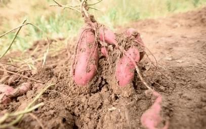食用|6种“伤身”的蔬菜,请停止食用,有些人却当宝,忍住就是硬道理