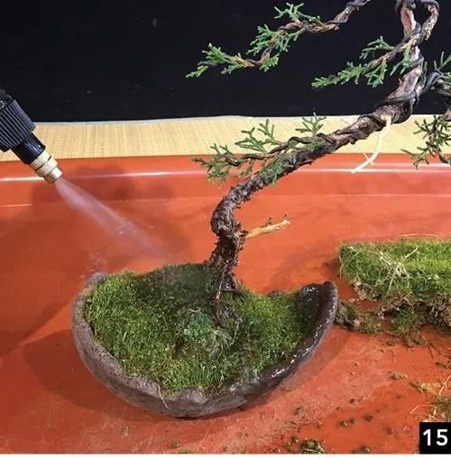 风动式的真柏盆景婀娜多姿，撩得我手定要上手一试！