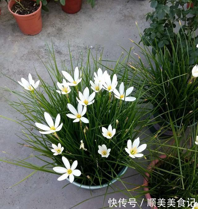 空气|俗话说人养花，花养人，这5种花放在家里好处多，全家老少更健康