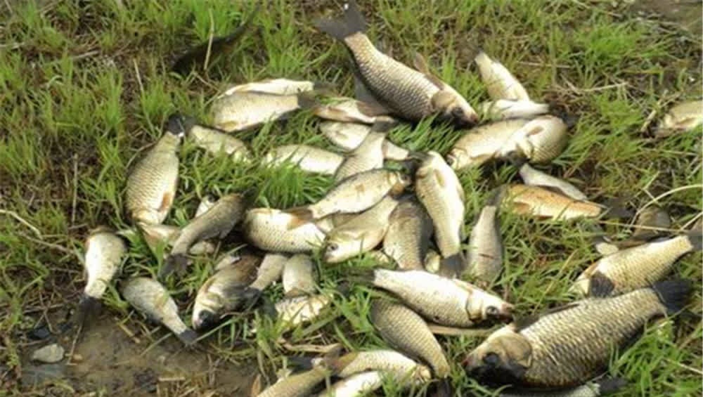 野钓选择钓位技巧:这些位置是“万能钓位”,一年四季是鱼窝!