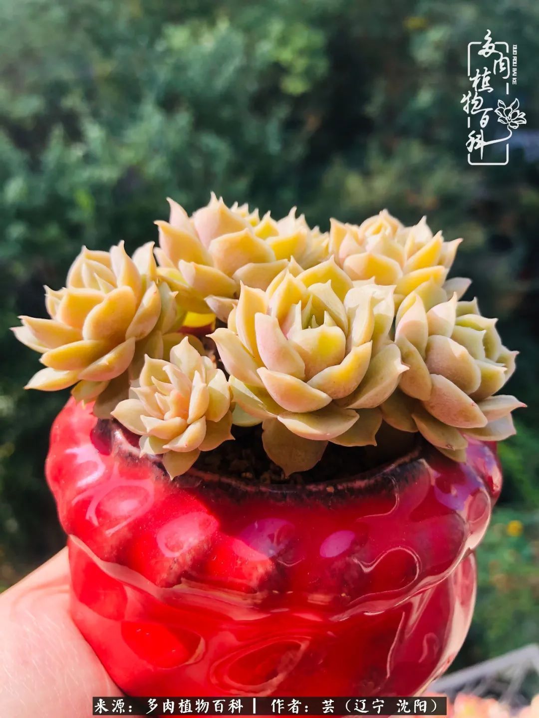 血罗|万物皆有灵性，一年四季有多肉陪伴真好！