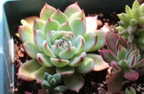 多肉“整形记”：茎叶又细又长怎么办？摘叶子、控水、砍头