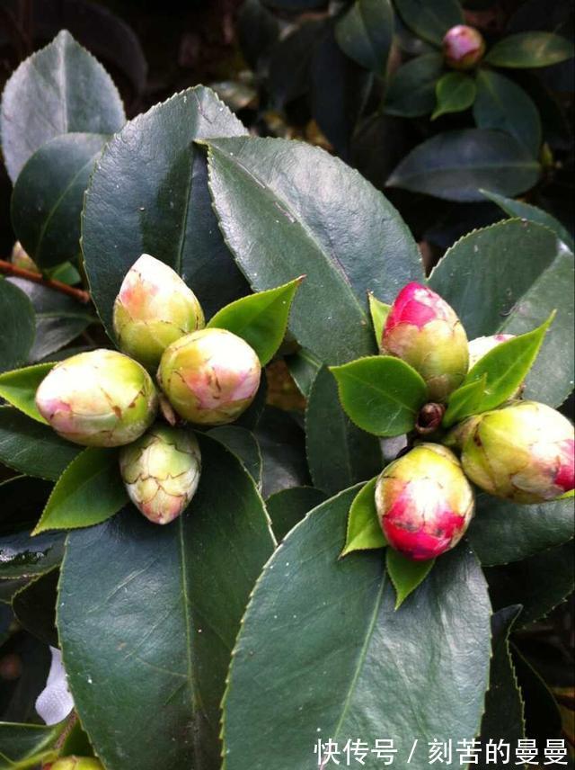 这些九月容易“饿”的花，多晒太阳，施对肥，开出碗大的花