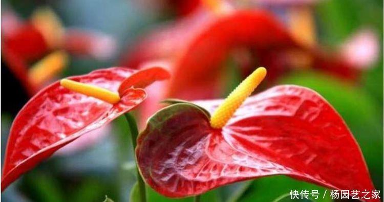 家里养此几款香香花,健康好看又好养,芳香扑鼻惹人爱