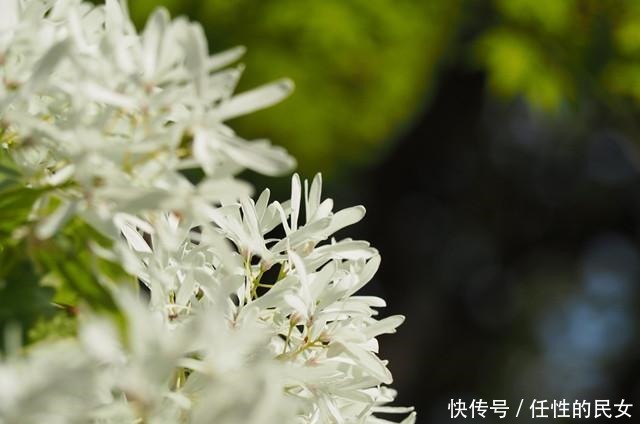 千年流苏花，花开如雪，十里花香！