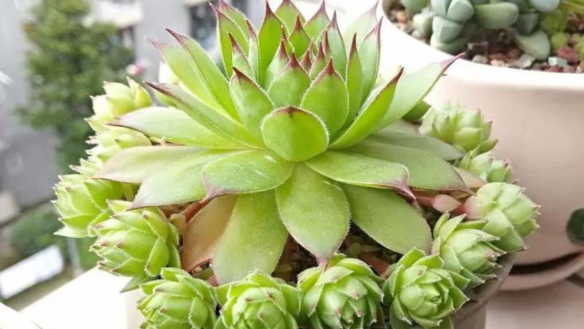 花土|多肉植物观音莲,下崽都是一圈又一圈的,夏季盆栽需谨记3点