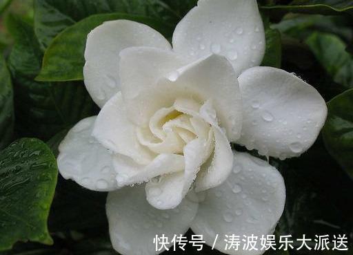 栀子花|栀子花这样养,“爆发力”大,枝上满侧芽,侧芽全开花!